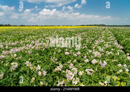 Champs de pommes de terre et de canola en fleurs près de Winkler, Manitoba, Canada. Banque D'Images