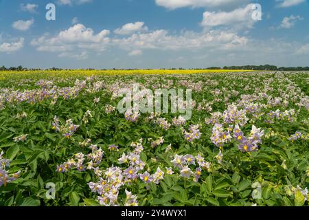 Champs de pommes de terre et de canola en fleurs près de Winkler, Manitoba, Canada. Banque D'Images