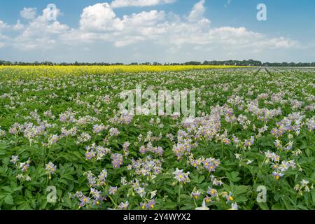 Champs de pommes de terre et de canola en fleurs près de Winkler, Manitoba, Canada. Banque D'Images