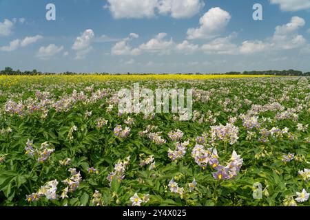 Champs de pommes de terre et de canola en fleurs près de Winkler, Manitoba, Canada. Banque D'Images