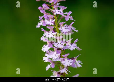 La petite orchidée pourpre frangée fleurit à Buffalo point, Manitoba, Canada. Banque D'Images