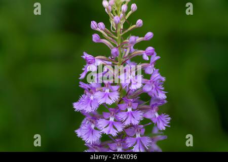 La petite orchidée pourpre frangée fleurit à Buffalo point, Manitoba, Canada. Banque D'Images