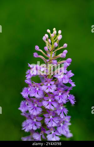 La petite orchidée pourpre frangée fleurit à Buffalo point, Manitoba, Canada. Banque D'Images