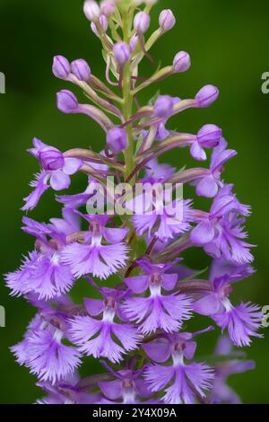 La petite orchidée pourpre frangée fleurit à Buffalo point, Manitoba, Canada. Banque D'Images