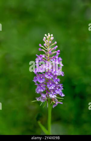 La petite orchidée pourpre frangée fleurit à Buffalo point, Manitoba, Canada. Banque D'Images