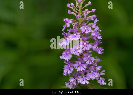 La petite orchidée pourpre frangée fleurit à Buffalo point, Manitoba, Canada. Banque D'Images