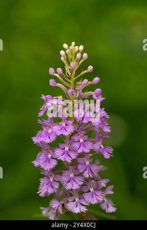 La petite orchidée pourpre frangée fleurit à Buffalo point, Manitoba, Canada. Banque D'Images