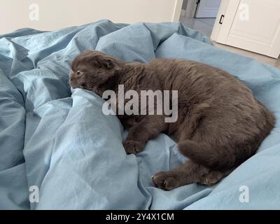 Paresseux FAT Grey chat écossais pli sur le lit à la maison, animal détendu Banque D'Images