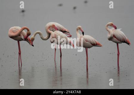 Greater Flamingo /Phoenicopterus ruber) se préparant sur les eaux peu profondes pendant une pluie. Réserve naturelle de la lagune de Fuente de Piedra, Málaga, Andalousie, Espagne. Banque D'Images