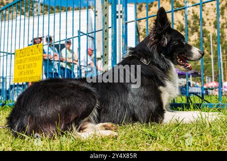 Border Collie allongé sur l'herbe regardant les essais du championnat Meeker Classic Sheepdog ; Meeker ; Colorado ; États-Unis Banque D'Images