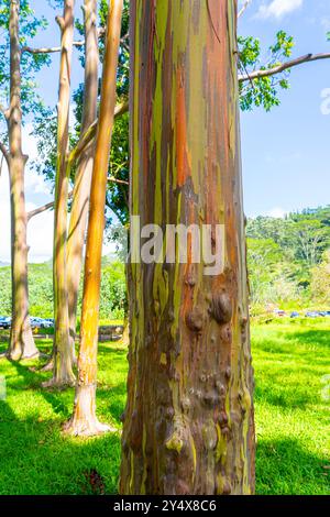 Arbre d'eucalyptus arc-en-ciel à Keahua Arboretum près de Kapa'a, Kauai, Hawaii. Rainbow Eucalyptus est un arbre de l'espèce Eucalyptus deglupta avec frappant Banque D'Images