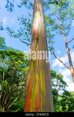 Arbre d'eucalyptus arc-en-ciel à Keahua Arboretum près de Kapa'a, Kauai, Hawaii. Rainbow Eucalyptus est un arbre de l'espèce Eucalyptus deglupta avec frappant Banque D'Images