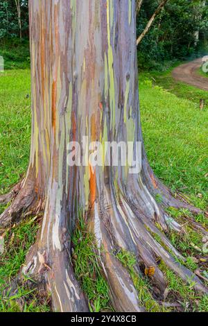 Arbre d'eucalyptus arc-en-ciel à Keahua Arboretum près de Kapa'a, Kauai, Hawaii. Rainbow Eucalyptus est un arbre de l'espèce Eucalyptus deglupta avec frappant Banque D'Images