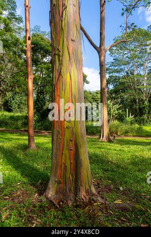 Arbre d'eucalyptus arc-en-ciel à Keahua Arboretum près de Kapa'a, Kauai, Hawaii. Rainbow Eucalyptus est un arbre de l'espèce Eucalyptus deglupta avec frappant Banque D'Images