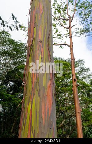 Arbre d'eucalyptus arc-en-ciel à Keahua Arboretum près de Kapa'a, Kauai, Hawaii. Rainbow Eucalyptus est un arbre de l'espèce Eucalyptus deglupta avec frappant Banque D'Images