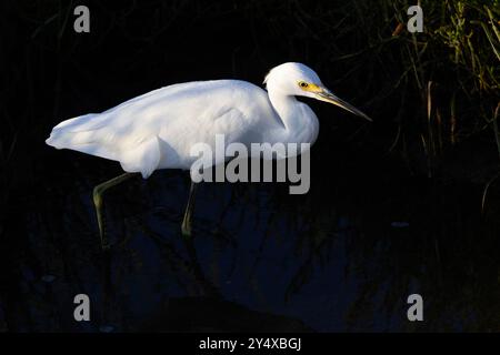 Les ombres sombres évocatrices sur l'eau bleu profond créent un jeu naturel de noir et blanc, de belles ténèbres et de plumes scintillantes, d'aigrette des neiges, un elegan Banque D'Images