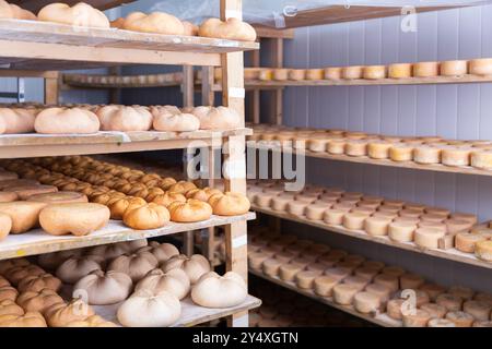 Etagère avec têtes de fromage de chèvre dans la chambre de mûrissement de l'usine de fromage Banque D'Images