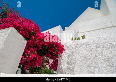 Le rythme des murs de maison grecs traditionnels blanchis à la chaux avec un buisson de bougainvilliers au premier plan Banque D'Images