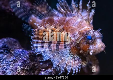 Fuzzy Dwarf Lionfish (Dendrochirus brachypterus) à l'aquarium de Géorgie dans le centre-ville d'Atlanta, en Géorgie. (ÉTATS-UNIS) Banque D'Images