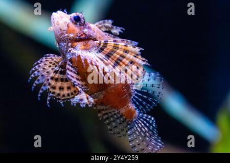 Fuzzy Dwarf Lionfish (Dendrochirus brachypterus) à l'aquarium de Géorgie dans le centre-ville d'Atlanta, en Géorgie. (ÉTATS-UNIS) Banque D'Images