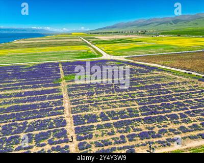 Vues aériennes du lac Qinghai - champs de fleurs de canola et de lavande, prises dans la province de Qinghai, Chine, espace de copie pour le texte Banque D'Images