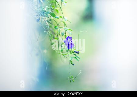 La fleur de pois papillon unique fleurit sur une vigne avec un fond vert doux. Banque D'Images