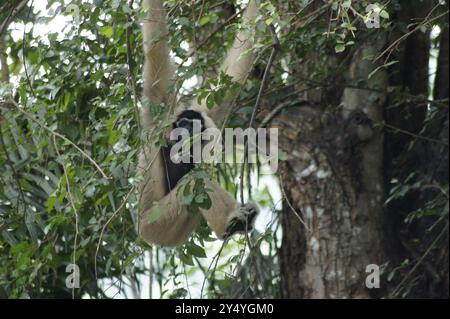 Bang Phra, Thaïlande. 18 septembre 2024. Un gibbon coiffé (Hylobates pileatus) peut être vu au zoo ouvert de Khao Kheow en Thaïlande. Cette espèce de primates de la famille des gibbons vit dans certaines régions de Thaïlande, du Cambodge et du Laos. Les animaux sont considérés comme en danger critique d'extinction. Crédit : Carola Frentzen/dpa/Alamy Live News Banque D'Images