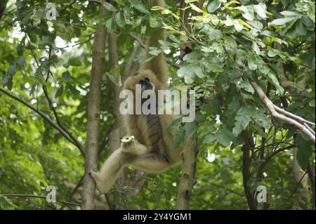 Bang Phra, Thaïlande. 18 septembre 2024. Une femelle de l'espèce de gibbon à crête à joues blanches peut être vue au zoo ouvert de Khao Kheow en Thaïlande. Cette espèce de primates de la famille des gibbons est originaire de certaines parties de l'Asie du Sud-est et du sud de la Chine. Les animaux sont considérés comme en danger critique d'extinction. Crédit : Carola Frentzen/dpa/Alamy Live News Banque D'Images