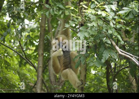 Bang Phra, Thaïlande. 18 septembre 2024. Une femelle de l'espèce de gibbon à crête à joues blanches peut être vue au zoo ouvert de Khao Kheow en Thaïlande. Cette espèce de primates de la famille des gibbons est originaire de certaines parties de l'Asie du Sud-est et du sud de la Chine. Les animaux sont considérés comme en danger critique d'extinction. Crédit : Carola Frentzen/dpa/Alamy Live News Banque D'Images