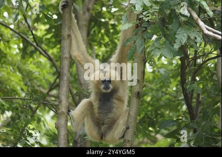 Bang Phra, Thaïlande. 18 septembre 2024. Une femelle de l'espèce de gibbon à crête à joues blanches peut être vue au zoo ouvert de Khao Kheow en Thaïlande. Cette espèce de primates de la famille des gibbons est originaire de certaines parties de l'Asie du Sud-est et du sud de la Chine. Les animaux sont considérés comme en danger critique d'extinction. Crédit : Carola Frentzen/dpa/Alamy Live News Banque D'Images