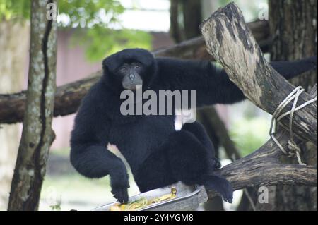 Bang Phra, Thaïlande. 18 septembre 2024. Un siamang (Symphalangus syndactylus) peut être vu au zoo ouvert de Khao Kheow en Thaïlande. Cette espèce de primates de la famille des gibbons vit dans le sud de la Thaïlande, en Malaisie et à Sumatra. Les animaux sont considérés comme en danger critique d'extinction. Crédit : Carola Frentzen/dpa/Alamy Live News Banque D'Images