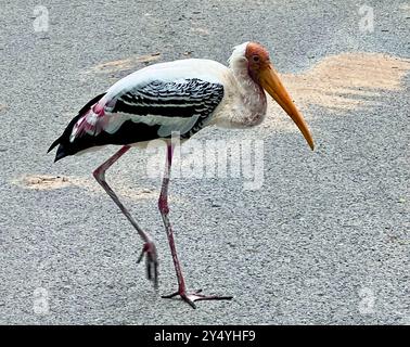 Bang Phra, Thaïlande. 18 septembre 2024. Une cigogne colorée (Mycteria leucocephala) peut être vue au zoo ouvert de Khao Kheow en Thaïlande. C'est une cigogne du genre Nimmersatte qui vit en Asie tropicale. Il est considéré comme potentiellement menacé. Crédit : Carola Frentzen/dpa/Alamy Live News Banque D'Images