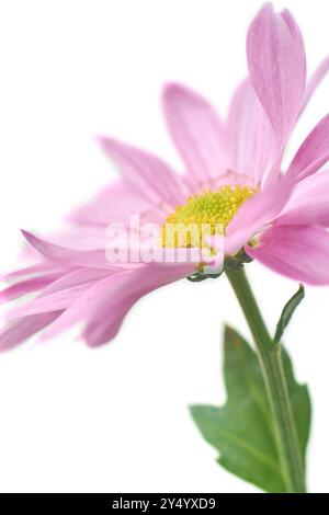 gerbera rose marguerite fond blanc isolé, plante à fleurs avec des fleurs vibrantes prises au point sélectif en vue latérale rapprochée Banque D'Images