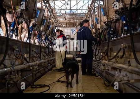 Traite dans la grange avec la ferme de vaches Nikola Pittaras dans le village de Melanes sur l'île de Naxos dans l'archipel des Cyclades en Grèce le 12 mars Banque D'Images