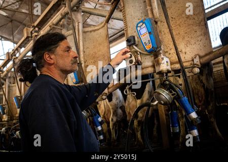 Traite dans la grange avec la ferme de vaches Nikola Pittaras dans le village de Melanes sur l'île de Naxos dans l'archipel des Cyclades en Grèce le 12 mars Banque D'Images