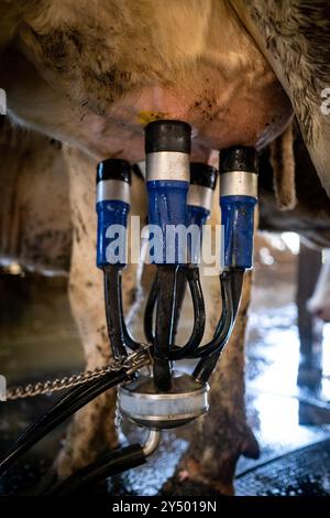 Traite dans la grange avec la ferme de vaches Nikola Pittaras dans le village de Melanes sur l'île de Naxos dans l'archipel des Cyclades en Grèce le 12 mars Banque D'Images