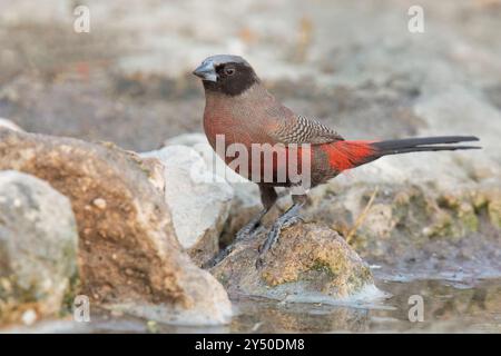 Waxbill à face noire, colline de Tsodilo, Botswana, août 2018 Banque D'Images