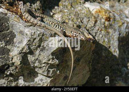 lézard commun debout immobile sur un rocher en plein soleil Banque D'Images