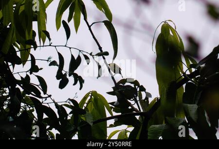 tourné sur l'oiseau cipoh ou aegithina tiphia sur une branche d'arbre Banque D'Images