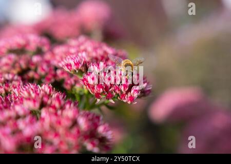 Libre de Bombus terrestris, le buff-tailed bumblebee ou gros bourdon de la terre, l'alimentation nectar de fleurs roses Banque D'Images