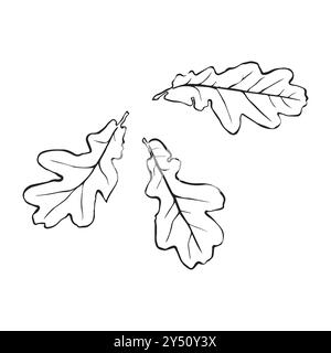 Motif graphique linéaire de feuilles de chêne avec des veines isolées sur fond blanc. Illustration vectorielle. Élément pour la conception dans le style dessin au trait Illustration de Vecteur