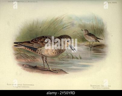 Piper de sable (Calidris subruficollis ici comme Tringites rufesens) [à gauche], Upland ou Bartram's Sandpiper (Bartramia longicauda) [à droite] tiré du gibier à gibier et de la volaille sauvage des îles britanniques, par Charles Dixon, illustré par Charles Whymper. [Pawson & Brailsford, Sheffield, 1900] Banque D'Images