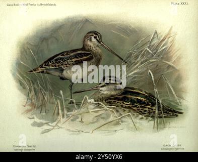 Snipe commune (Gallinago gallinago ici comme Gallinago scolopacina) [à gauche], Jack Snipe ou Jacksnipe (Lymnocryptes minimus ici comme Limnocryptes gallinula) [à droite] tiré du gibier à gibier et de la volaille sauvage des îles Britanniques, par Charles Dixon, illustré par Charles Whymper. [Pawson & Brailsford, Sheffield, 1900] Banque D'Images