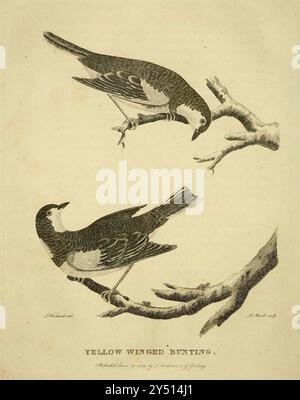 Yellow Winged Bunting from A voyage around the World du capitaine George Dixon et du capitaine Nathaniel Portlock (c. 1748 - 12 septembre 1817) est un capitaine de navire britannique, commerçant de fourrures et auteur. Il entre dans la Royal Navy en 1772 en tant que marin compétent, servant dans le HMS St Albans. En 1776, il rejoint le HMS Discovery en tant que capitaine et participe au troisième voyage dans le Pacifique de James Cook. Au cours de l'expédition, en août 1779, il est transféré au HMS Resolution. Il réussit son examen de lieutenant le 7 septembre 1780, puis sert sur le HMS Firebrand dans la flotte de la Manche. En septembre 1785 Portlock A. Banque D'Images