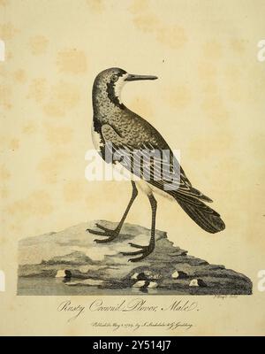 Mâle Rusty couronné Plover des îles Falkland d'Un voyage autour du monde par le capitaine George Dixon, et le capitaine Nathaniel Portlock (c. 1748 - 12 septembre 1817) était un capitaine de navire britannique, commerçant de fourrures maritime et auteur. Il entre dans la Royal Navy en 1772 en tant que marin compétent, servant dans le HMS St Albans. En 1776, il rejoint le HMS Discovery en tant que capitaine et participe au troisième voyage dans le Pacifique de James Cook. Au cours de l'expédition, en août 1779, il est transféré au HMS Resolution. Il réussit son examen de lieutenant le 7 septembre 1780, puis sert sur le HMS Firebrand dans la flotte de la Manche Banque D'Images