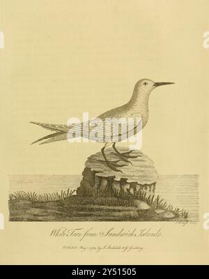 White Tern from Sandwich Islands from A voyage around the World by Captain George Dixon, and Captain Nathaniel Portlock (c. 1748 - 12 septembre 1817) est un capitaine de navire britannique, commerçant de fourrures maritime et auteur. Il entre dans la Royal Navy en 1772 en tant que marin compétent, servant dans le HMS St Albans. En 1776, il rejoint le HMS Discovery en tant que capitaine et participe au troisième voyage dans le Pacifique de James Cook. Au cours de l'expédition, en août 1779, il est transféré au HMS Resolution. Il réussit son examen de lieutenant le 7 septembre 1780, puis sert sur le HMS Firebrand dans la flotte de la Manche. En septembre 1785 Banque D'Images