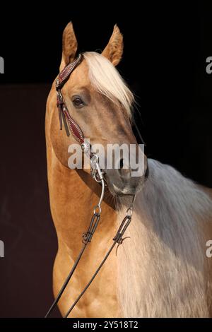 Incroyable palomino quart cheval avec une longue crinière avec fond noir Banque D'Images