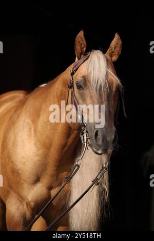 Incroyable palomino quart cheval avec une longue crinière avec fond noir Banque D'Images