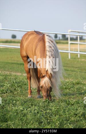 Incroyable palomino quart cheval avec une longue crinière en mouvement Banque D'Images