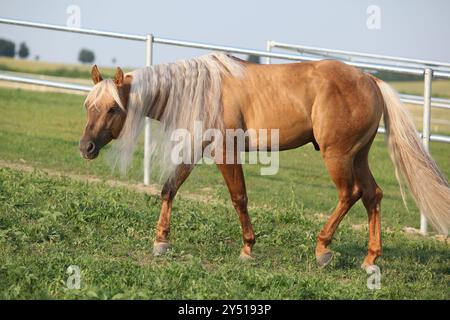 Incroyable palomino quart cheval avec une longue crinière en mouvement Banque D'Images